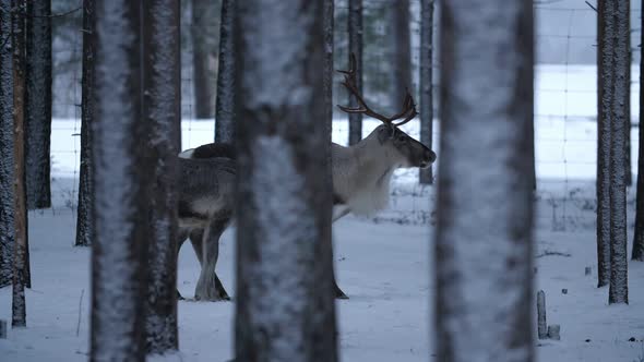 Big Male and Small Female Deer Standing Together in Snowy Pine Forest in Finland