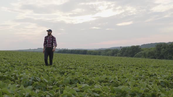 Attractive Man Walks Between Green Field alt