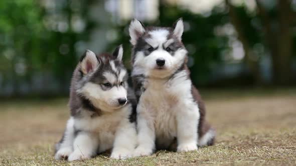 Two Siberian Husky Puppies Sitting In The Park alt