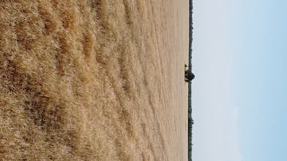 Vertical orientation video: Wheat field top view. Ears of wheat on the field