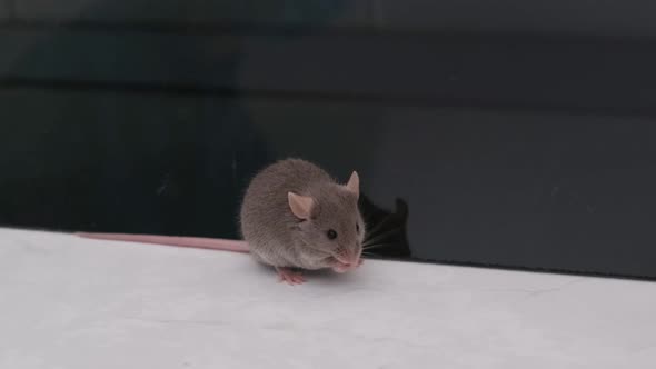 Laboratory Mouse alt