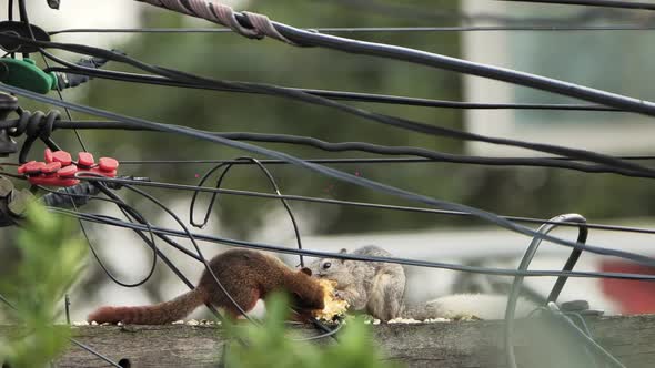 Two Squirrels Eating Food on Electric Pole in Urban Area alt