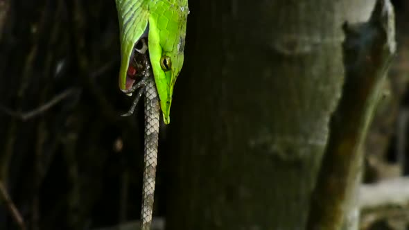 Snake Eating Lizard, Stock Footage | VideoHive