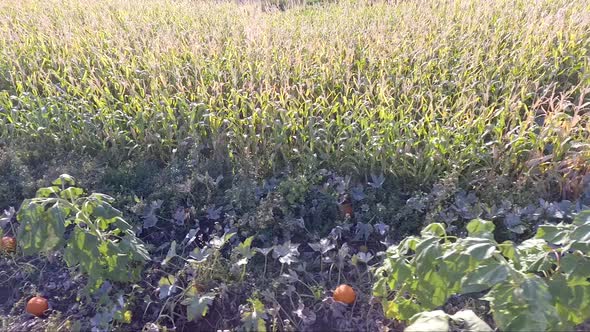 Traveling through a pumpkin patch and corn field by drone. alt