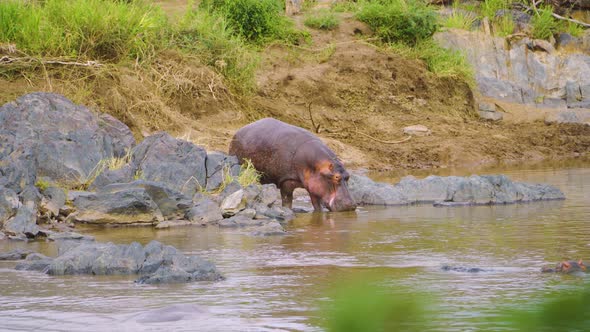 a hippo enters a pond and drinks water, while other hippos swim in the water in a hot African savane alt