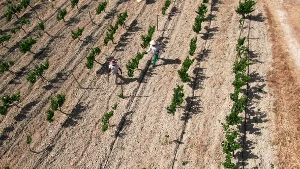 Tracking Shot of Man and Woman Walking on Vinegrape Plantation Cutting Leaves alt