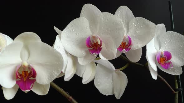 Orchidaceae, white orchid in a black background. Falling drops of water on flowers. alt