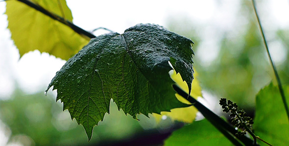 Grape Leaves In The Rain 1