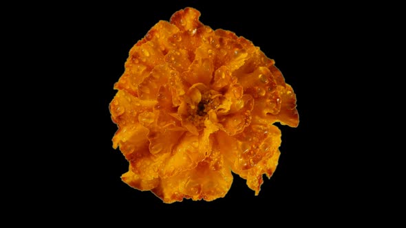 Yellow Marigold Flower Seamless Rotating