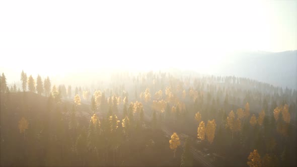 Sunlight in Spruce Forest in the Fog on the Background of Mountains at Sunset alt