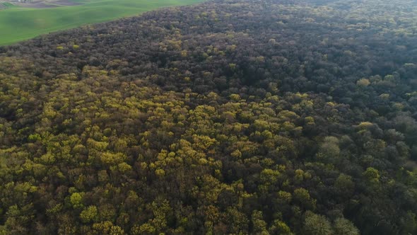 Flight Over the Tops of Spring Trees of the Ukrainian Forest