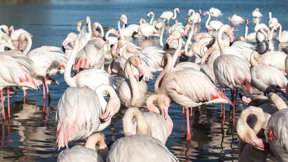flamingo bird nature wilflife reserve carmargue lagoon alt