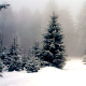 Winter Fog