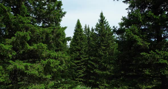 Fir Trees in the Forest
