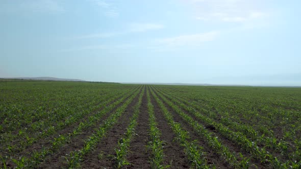 Well designed perspective view from plant field