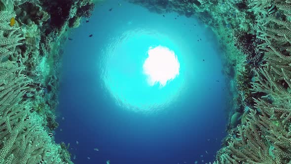 Coral Reef with Fish Underwater alt