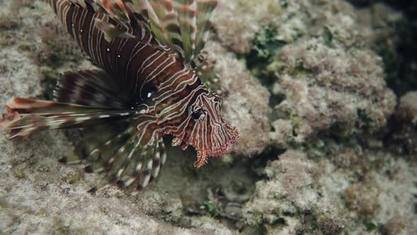 The Lionfish