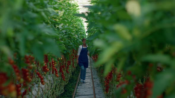 Agronomist Team Checking Vegetables Eco Tomatoes in Modern Plantation House alt