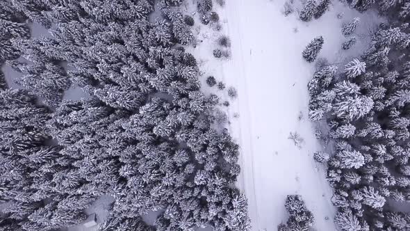 Coniferous Forest, the Road Is Strewn with Snow and Stands Cars . View From Above. Aerial View alt
