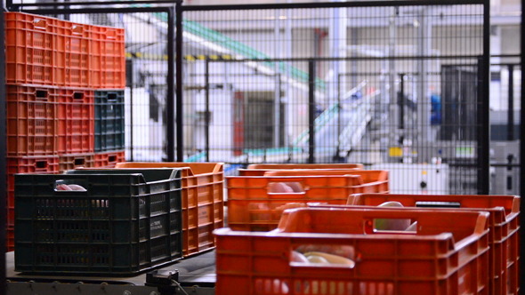 Boxes Mangoes Line Industrial alt