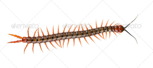 Centipede Isolated