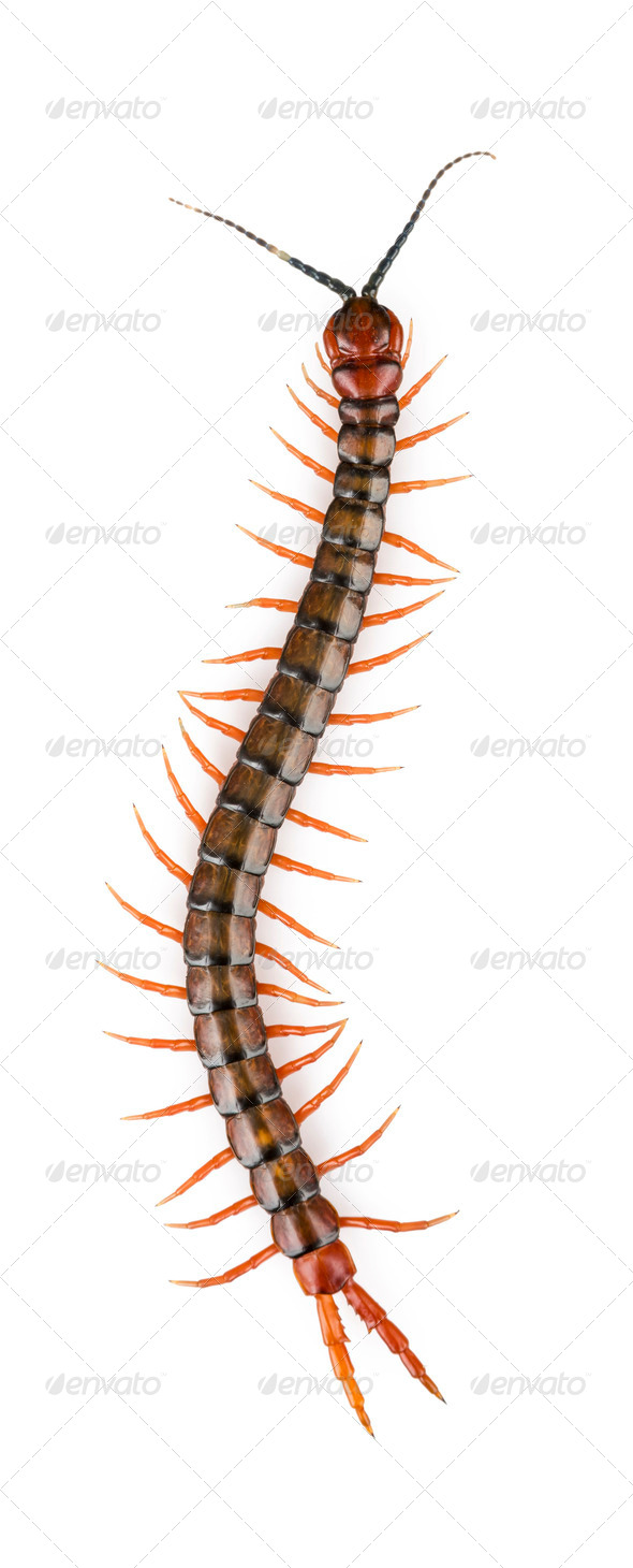 Centipede Isolated - Stock Photo - Images