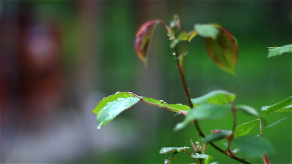 Rose Leaf Drops  
