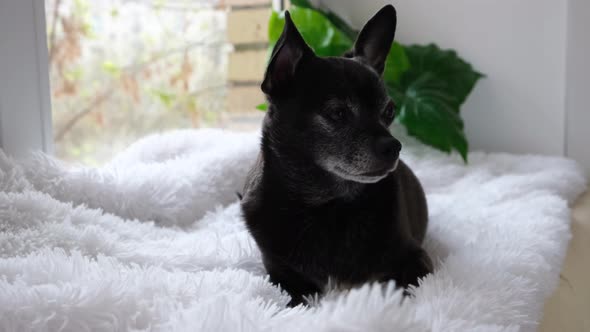 Chihuahua hungry dog lies at home on a fluffy white rug and licks its lips