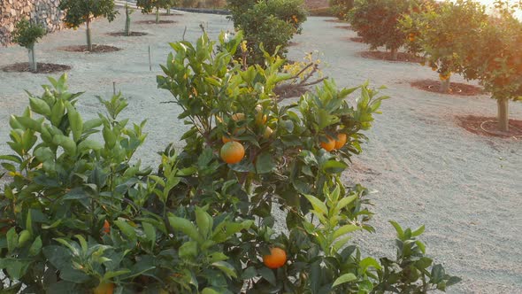 Spanish Citrus Garden on the Slopes alt