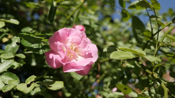 Shallow DOF pink Rosa miniature flower  3840X2160 UltraHD footage - Hybrid rose  plant details  2160 alt