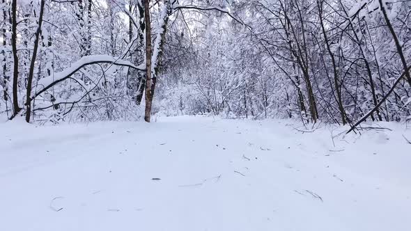 Snowy Winter Forest. Flying Over the Ski Trail in The Middle of The Forest