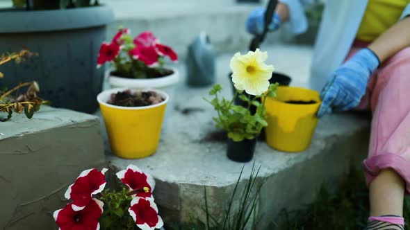Woman planting petunia surfinia flowers pot, gardening concept