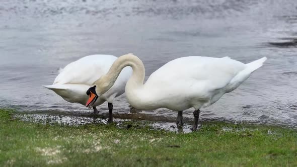 Two swans grazing grass by Muckross Lake in Killarney, Ireland. alt