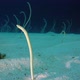 Underwater Beautiful Garden Eels - VideoHive Item for Sale