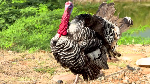 Wild free range turkey walking in the forest alt