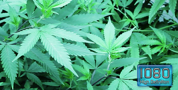 Marijuana Grow Room Plants