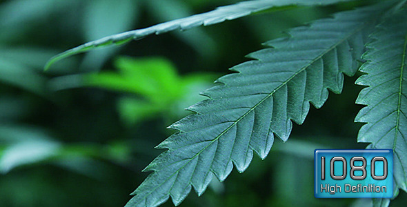 Rack Focus Through Thick Marijuana Plants