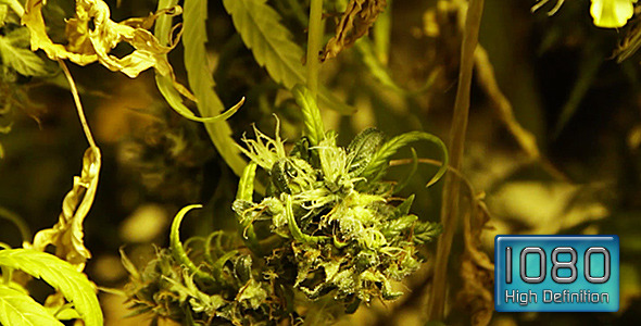 Unhealthy Marijuana Plant