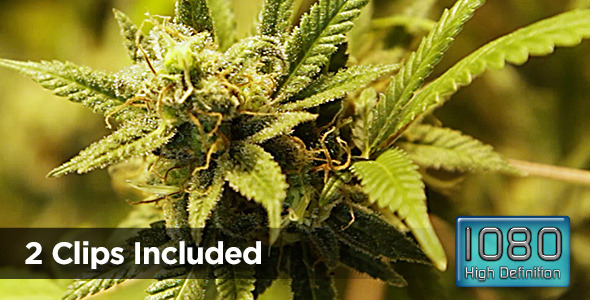 Crystallized Marijuana Bud Reveal - 2 Clips