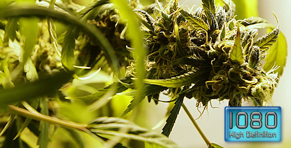 Flowering Marijuana Buds Rack Focus