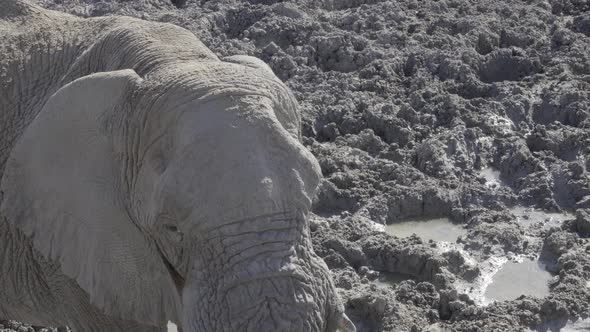 Elephant at a Muddy Waterhole
