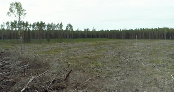 Deforestation Area Forest Clearing Landscape Cut Down Trees alt