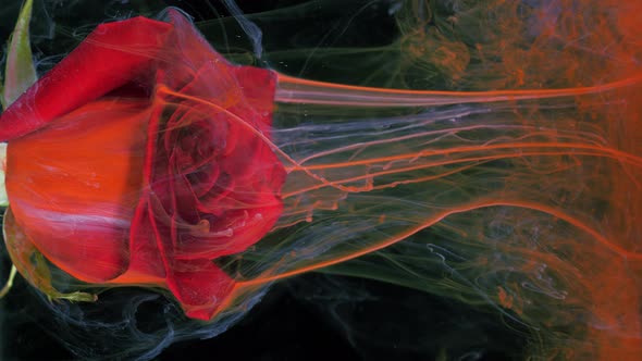 Living Flower of Red Rose in Streams of Watersoluble Paint alt