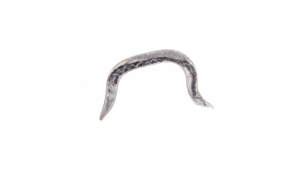 Nematode Worm Under a Microscope, Is a Parasite alt