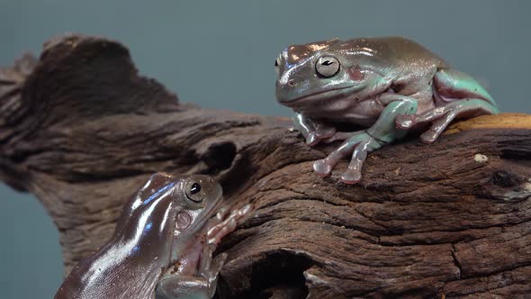 Australian Green Tree Frogs Sitting on Wooden Snag in Black Background. Close Up alt