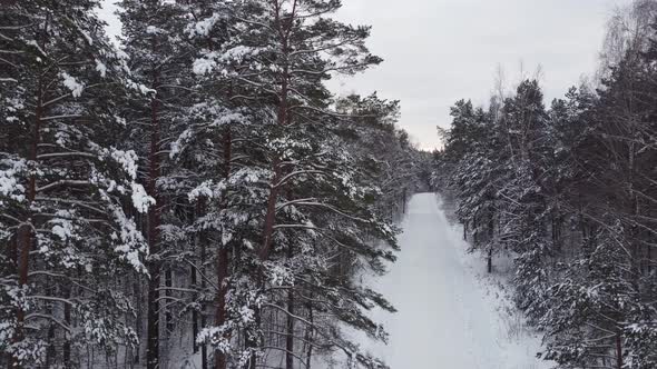 A beautiful winter forest in the snow and a road going deeper