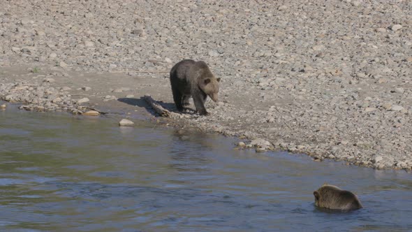 Pan Grizzly Bears Walking and Swimming in River alt