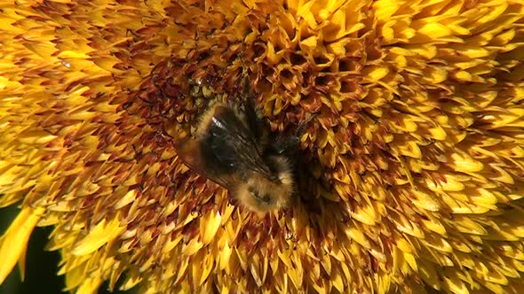 Bee collects nectar on a sunflower. alt