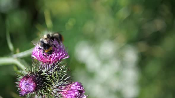 Super slow-motion video of bumblebees spraying flowers.