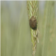 Bug on Green Wheat in the Wind - VideoHive Item for Sale